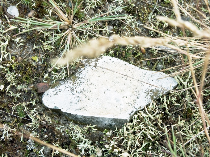 Coyote16.jpg