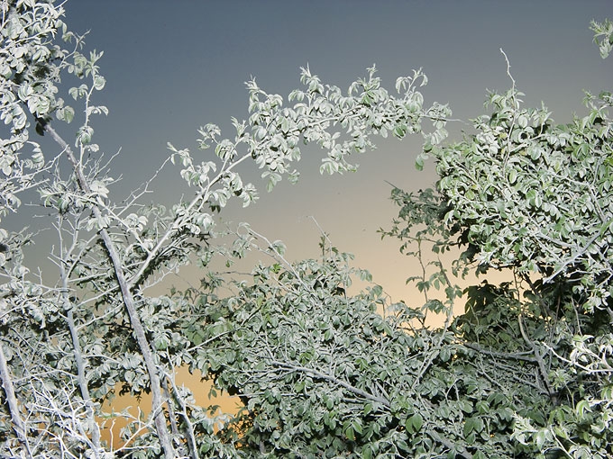 Dusk12.jpg