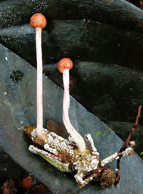 CordycepsAmazonica.jpg