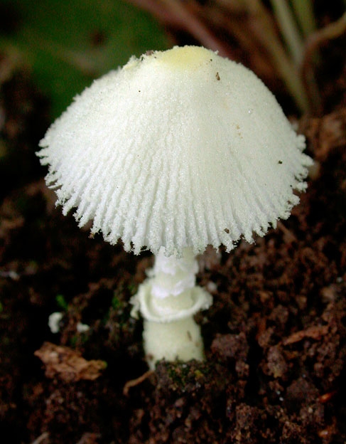 LeucocoprinusFragilissimus.jpg