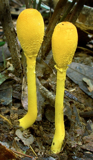 LeucocoprinusSulphurellus.jpg