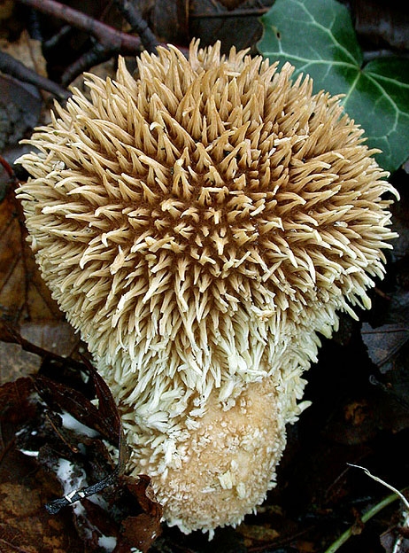 LycoperdonEchinatum.jpg