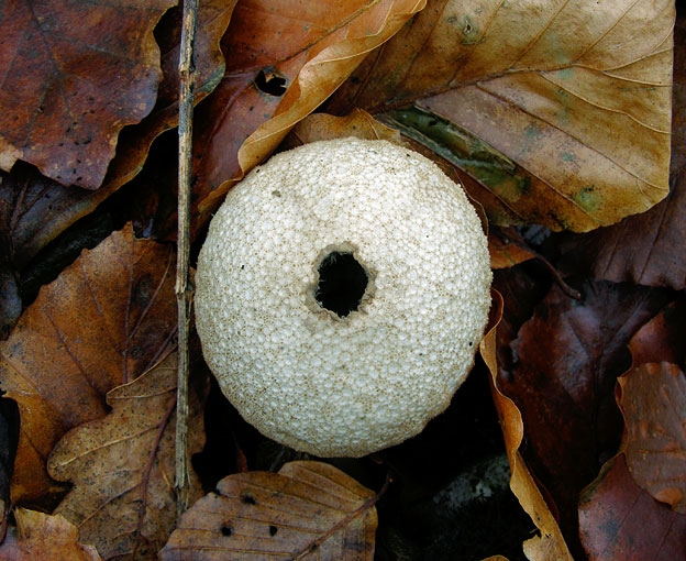 LycoperdonPerlatum1.jpg