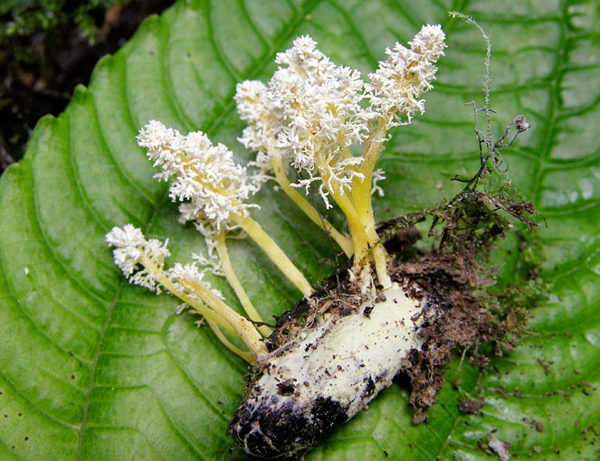 PaecilomycesTenuipes.jpg