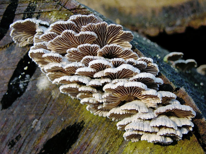 SchizophyllumCommune.jpg