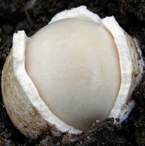 VolvariellaGloiocephala.jpg