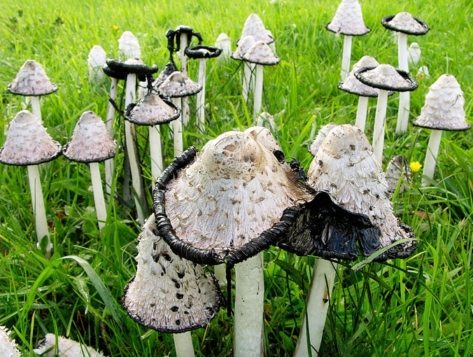 CoprinusComatus1.jpg