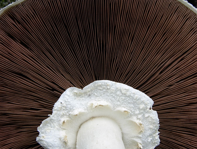 AgaricusArvensis.jpg