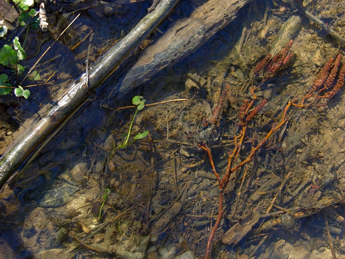 Creek&Branches04.jpg