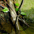 creek and branches