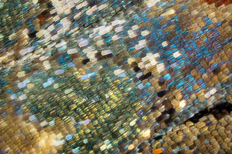 mosaic24.jpg