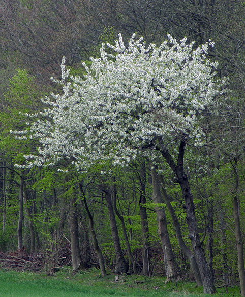 blomstrende kirsebr