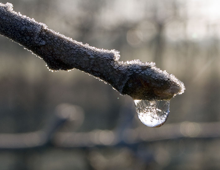 Holsteiner Cox i knop