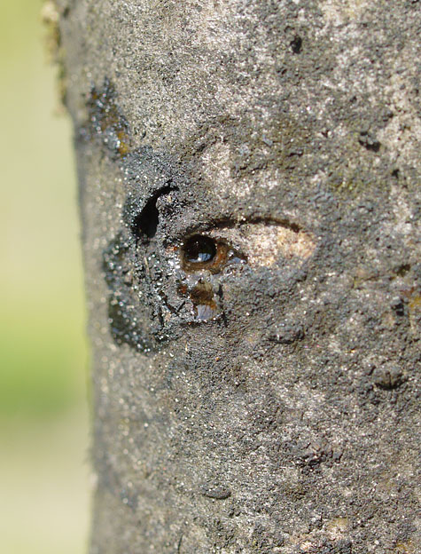 uens vedborer (Xyleborus dispar)