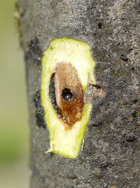 uens vedborer (Xyleborus dispar)