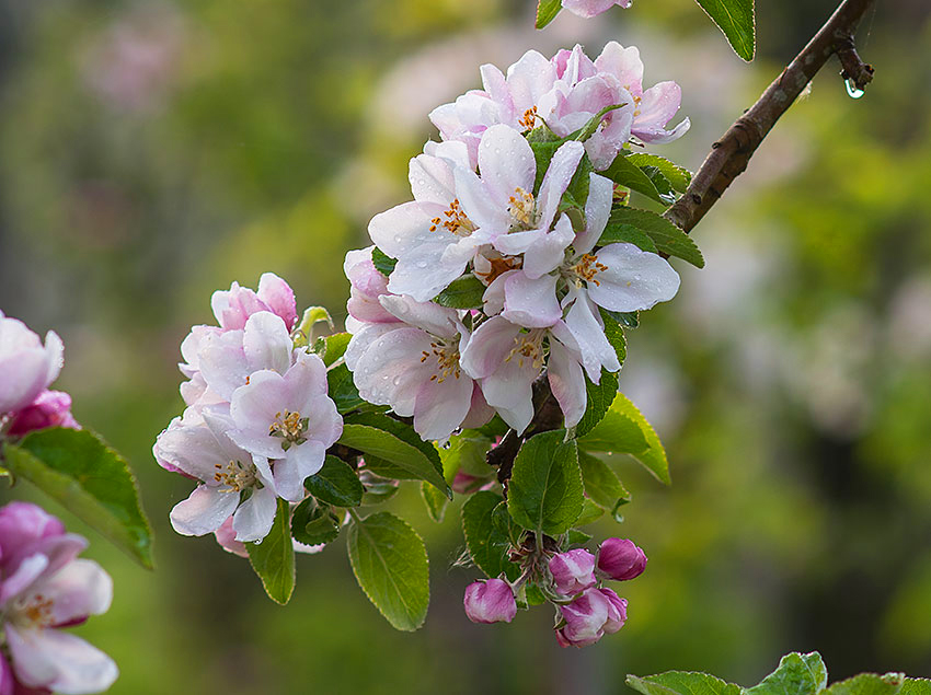 Holsteiner Cox i blomst