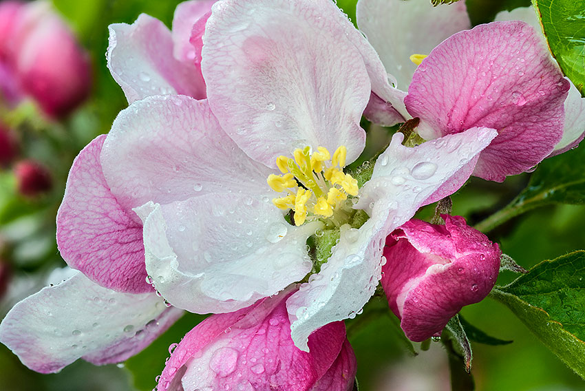 Holsteiner Cox i blomst