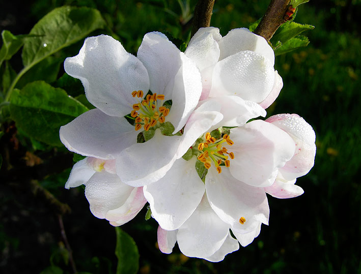 Discovery i blomst