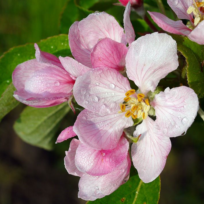 Elstar blomster