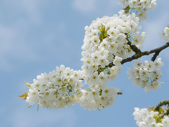 kirsebær blomster