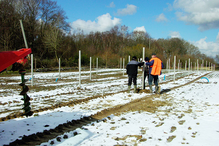 S sttes der ple i den nye plantage