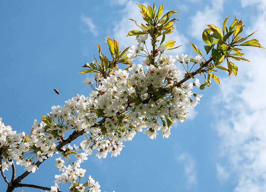 kirsebærblomster