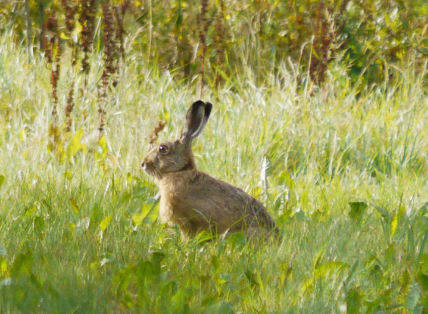 hare