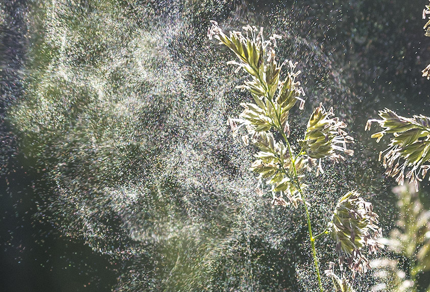 hundegrs pollen