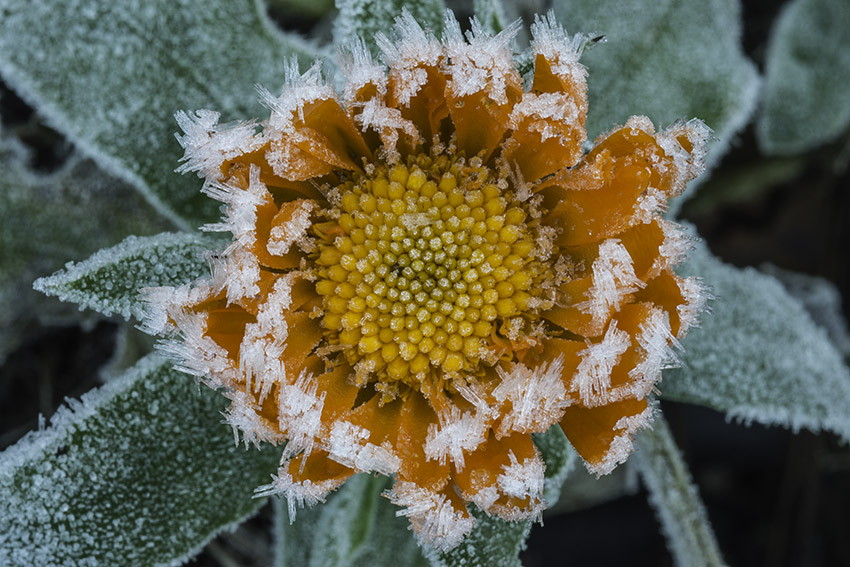 morgenfrue og rimfrost