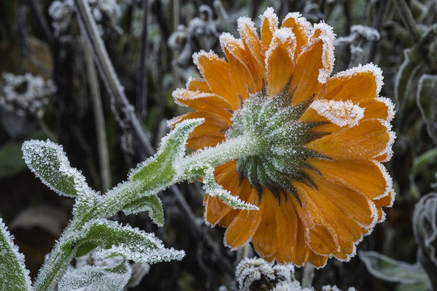 morgenfrue og rimfrost