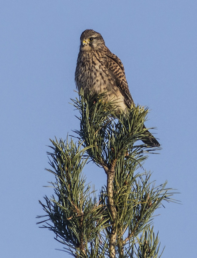 rød glente